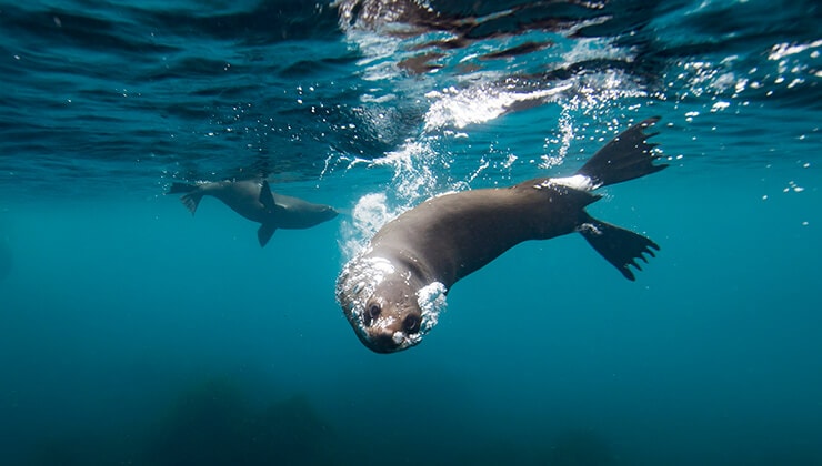 Tasmania's Top Five Places to Dive