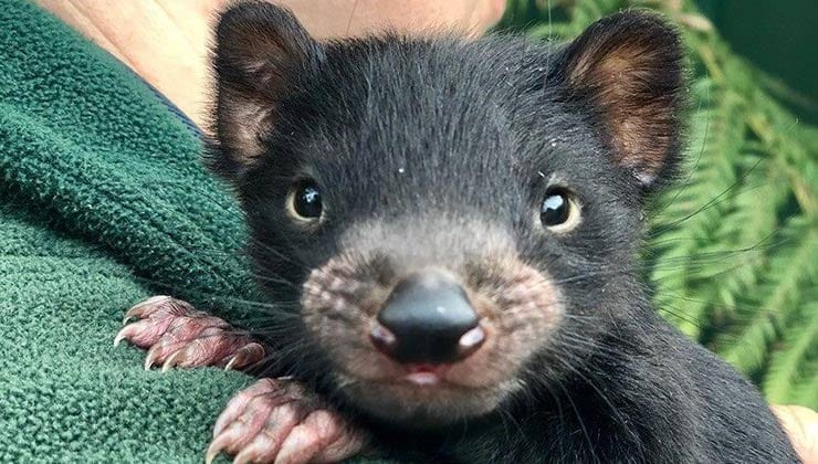 Best Places to See Tasmanian Devils | Spirit of Tasmania Blog